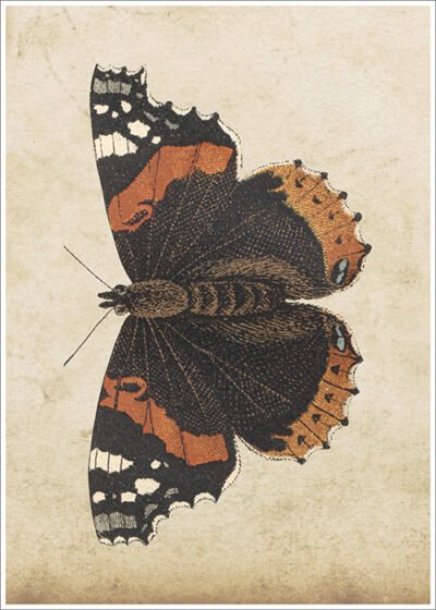 Plakat Motyl Retro