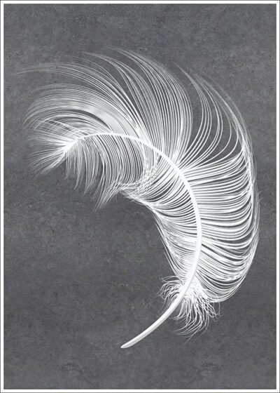 Plakat Białe pióro na szarym tle