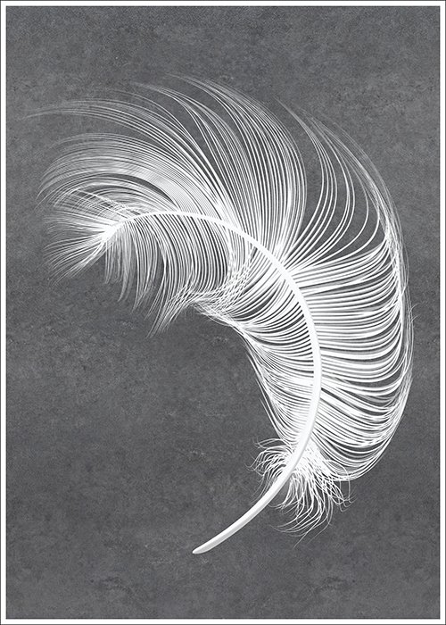 Plakat Białe pióro na szarym tle