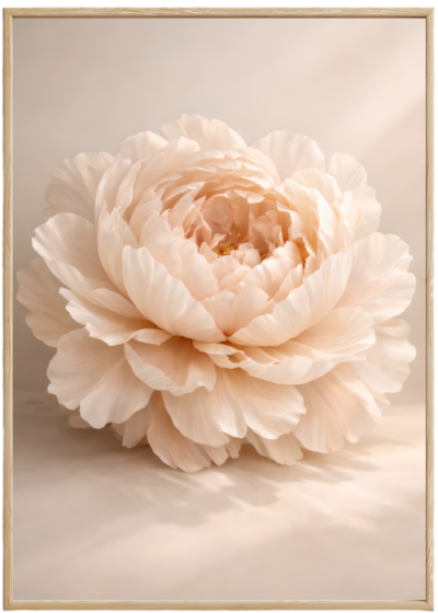 Plakat Delikatna Peonia