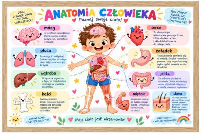 Plakat Edukacyjny Anatomia Człowieka