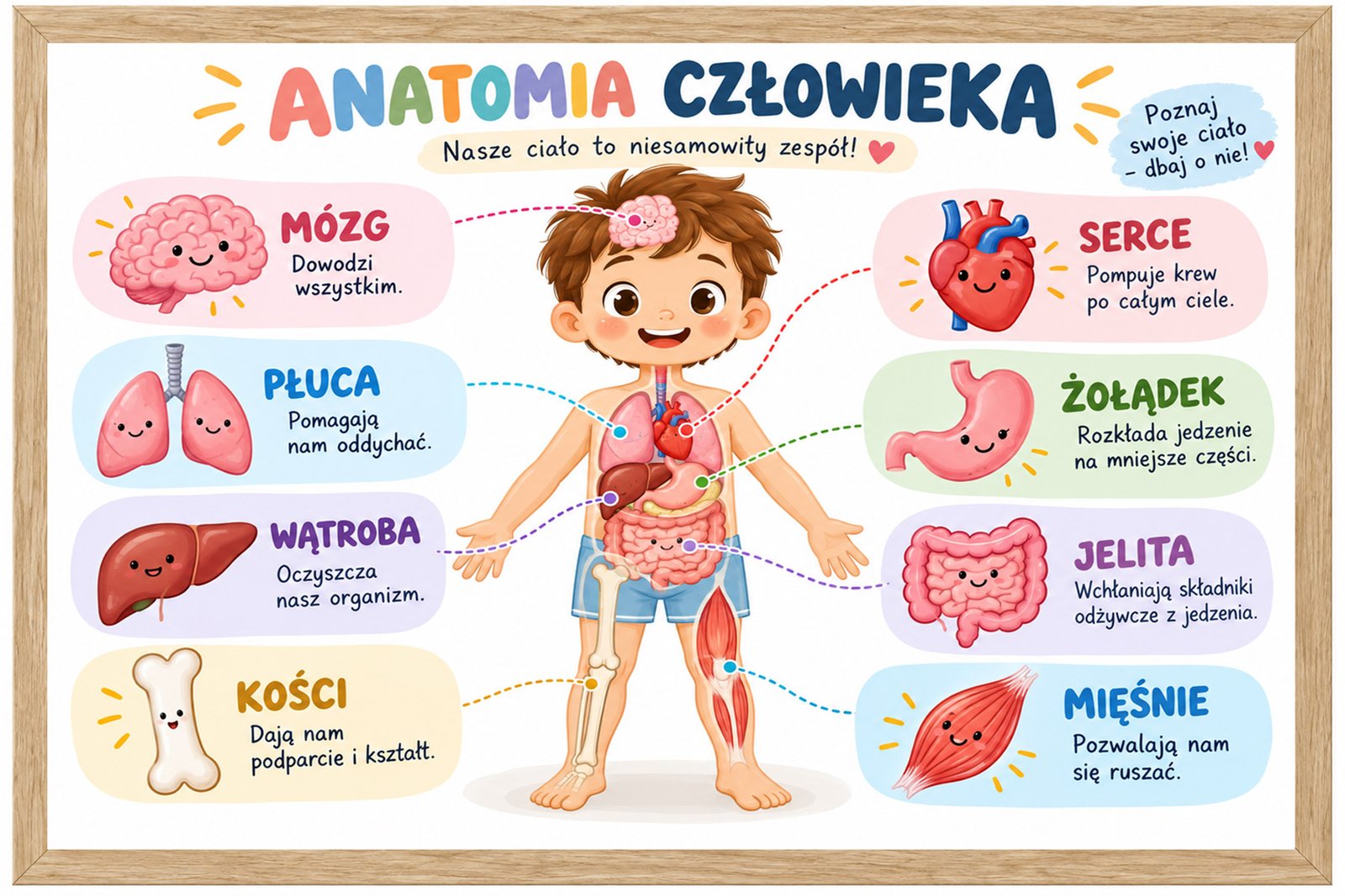 Plakat Edukacyjny Anatomia Człowieka 2